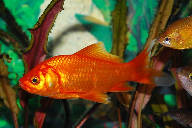 幸運の金魚。洪水で流されるも奇跡的に泥の水たまりで発見され、飼い主に引き渡される