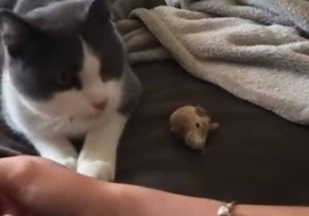 ネズミ捕ってきたよ 次早く投げてよ 犬みたいに飼い主と遊びたい猫 カラパイア ネズミ捕ってきたよ 次早く投げてよ 犬みたいに飼い主と遊びたい猫 カラパイア