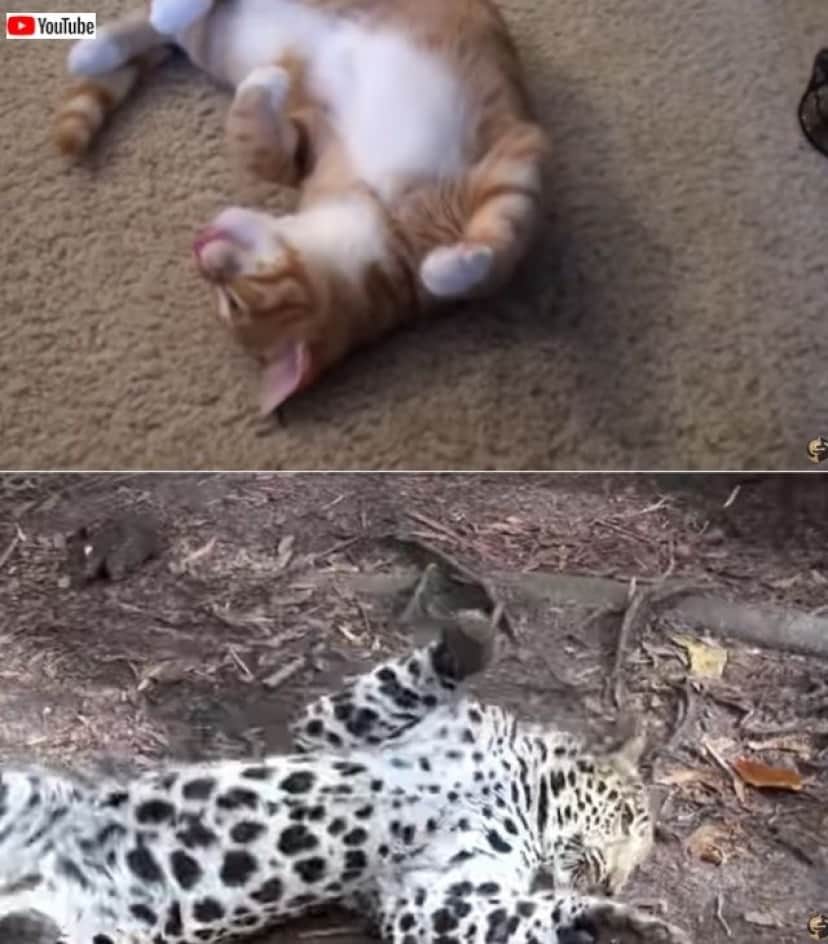 CMnbigcats2_batch