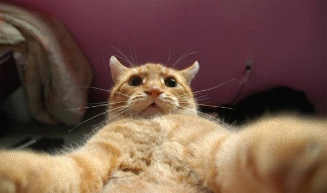 猫がアップをはじめたようだ 猫の自撮り セルフィ 画像 カラパイア