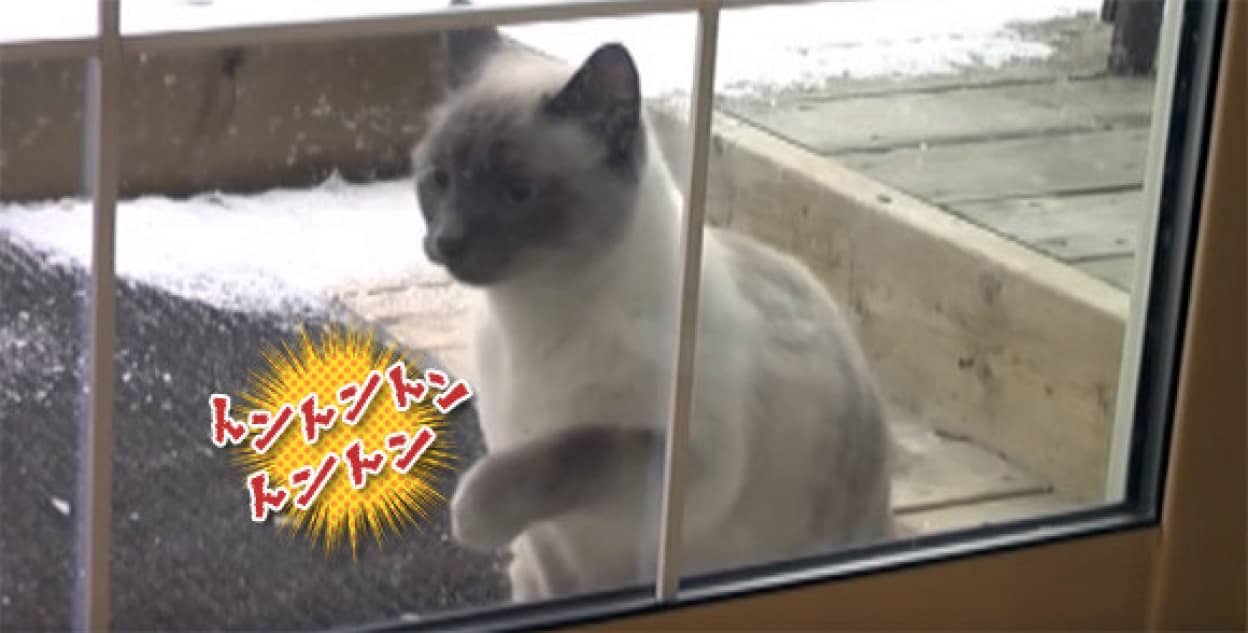 外出から帰ってきた時の猫のノックが音速だった カラパイア