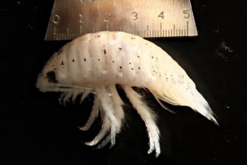 Excirolana_chiltoni_e