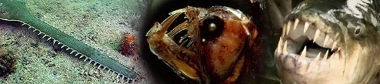 神の逆鱗に触れたとしか思えない狂った造形をした5つの水中生物 でも強い 画像 動画 カラパイア 神の逆鱗に触れたとしか思えない狂った造形をした5つの水中生物 でも強い 画像 動画 カラパイア
