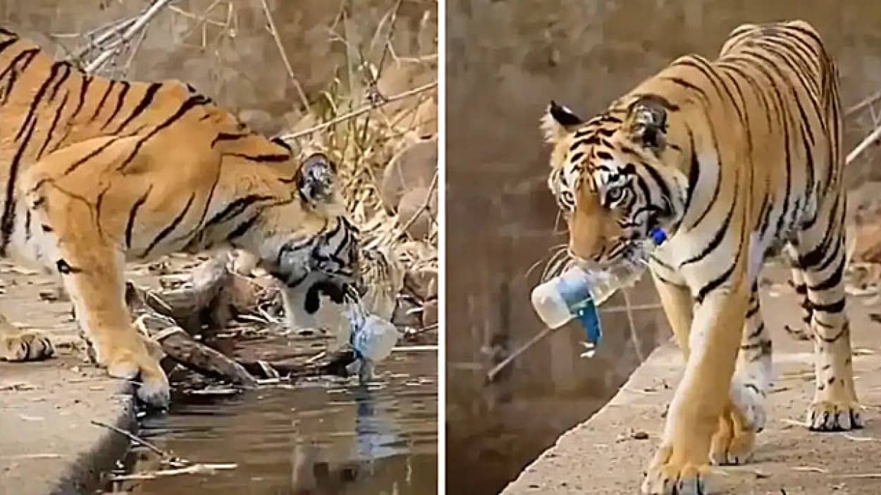 野生の虎がポイ捨てペットボトルを片づける姿が目撃される