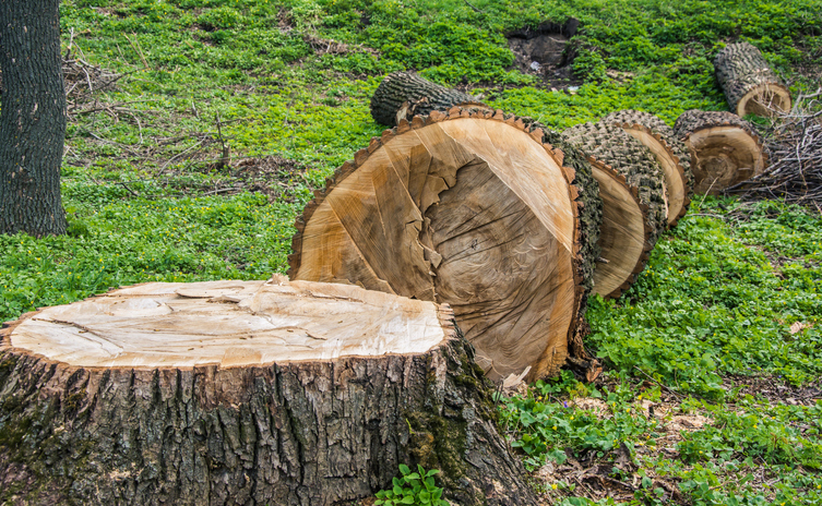 違法な木の伐採を厳罰化。懲役と上限なしの罰金に引き上げ