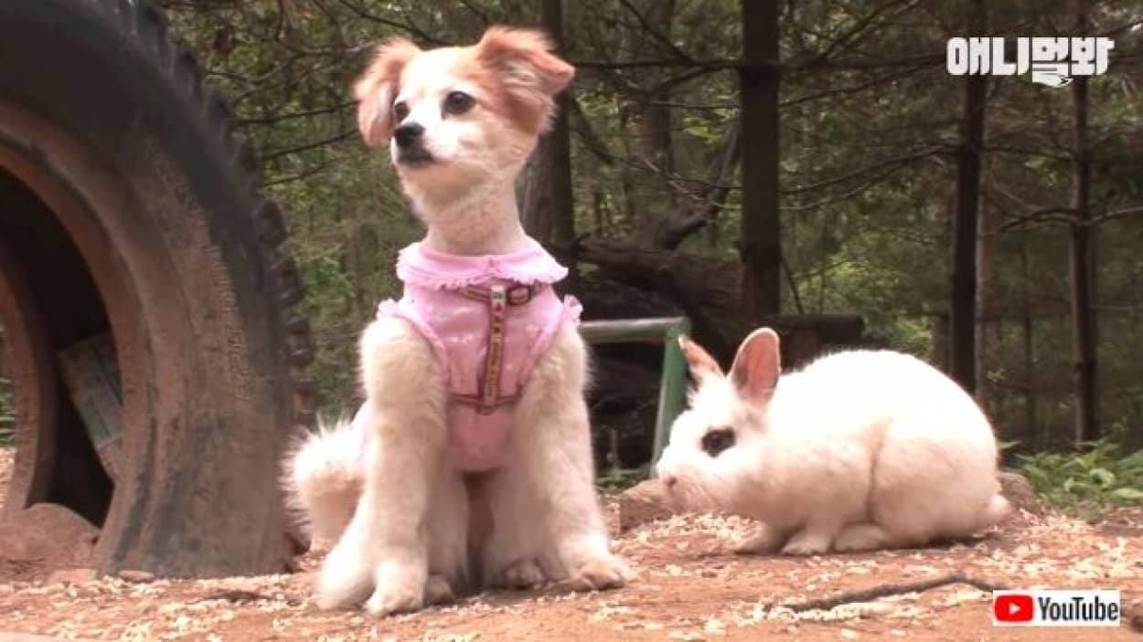 ウサギと犬はソウルメイト 散歩の途中で出会った2匹 いつか親友同士になる カラパイア