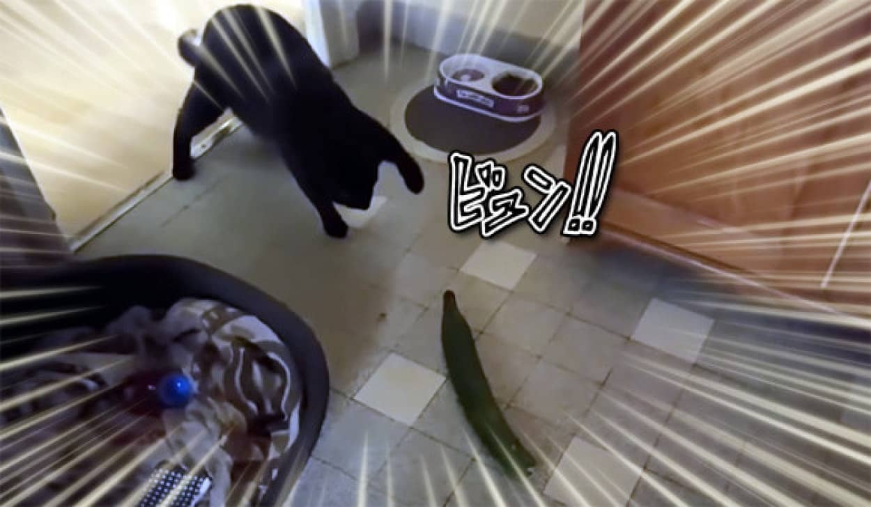 猫とキュウリの意外な関係性がわかる動画総集編 : カラパイア