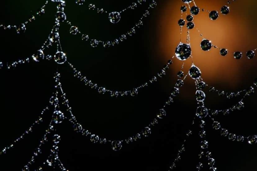 spider-web-2732247_640_e