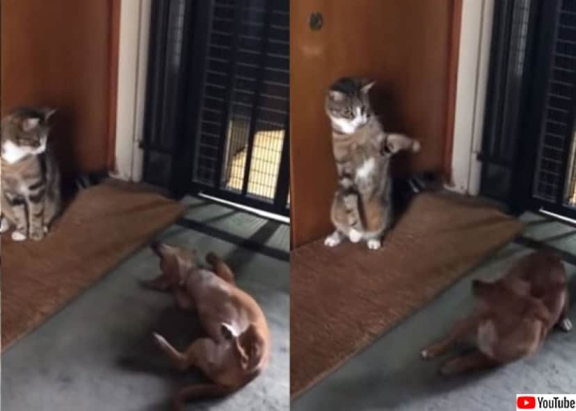 温度差がすごい 犬は押して猫はひきまくるの構図 カラパイア 温度差がすごい 犬は押して猫はひきまくるの構図 カラパイア