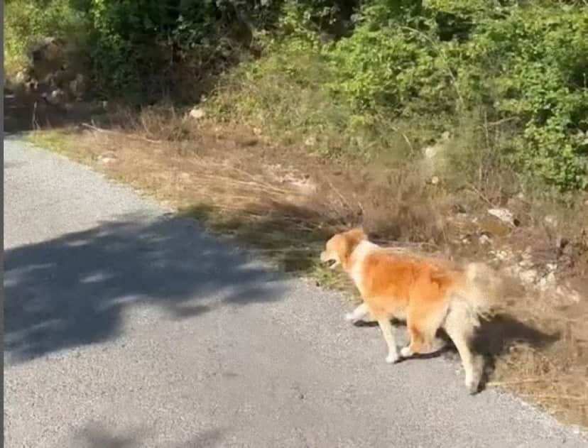 dog_e