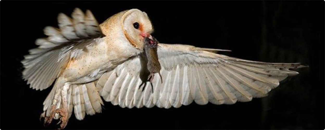 捕ったどー 獲物を口にくわえる鳥たちのナイスな瞬間画像集 カラパイア