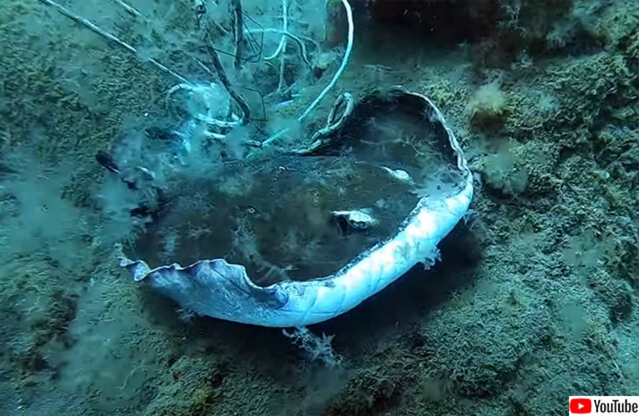網にかかってしまったアカエイを救出するダイバー