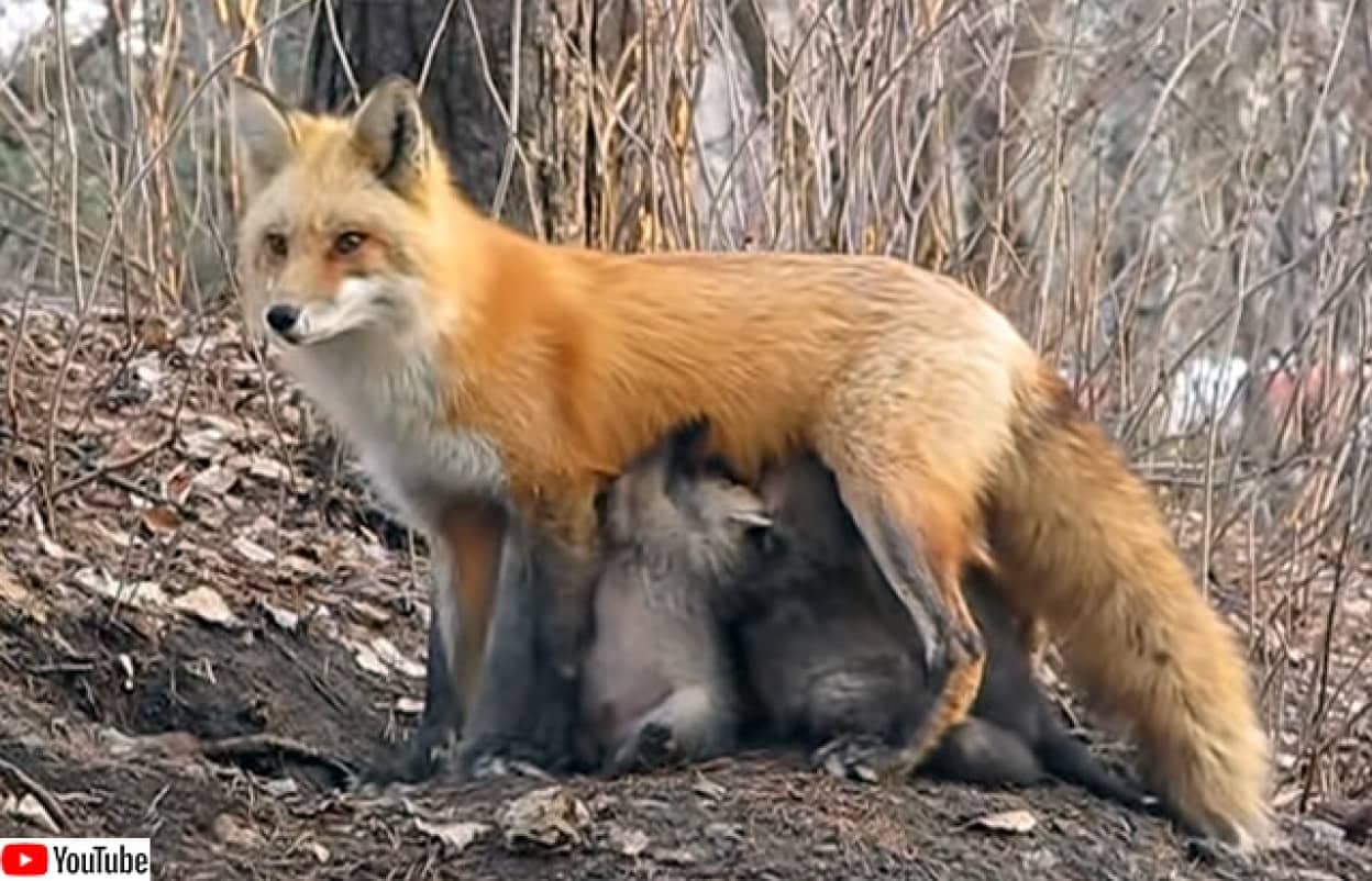 子供たちを守るため 立ちながら授乳するキツネのお母さん カラパイア 子供たちを守るため 立ちながら授乳するキツネのお母さん カラパイア