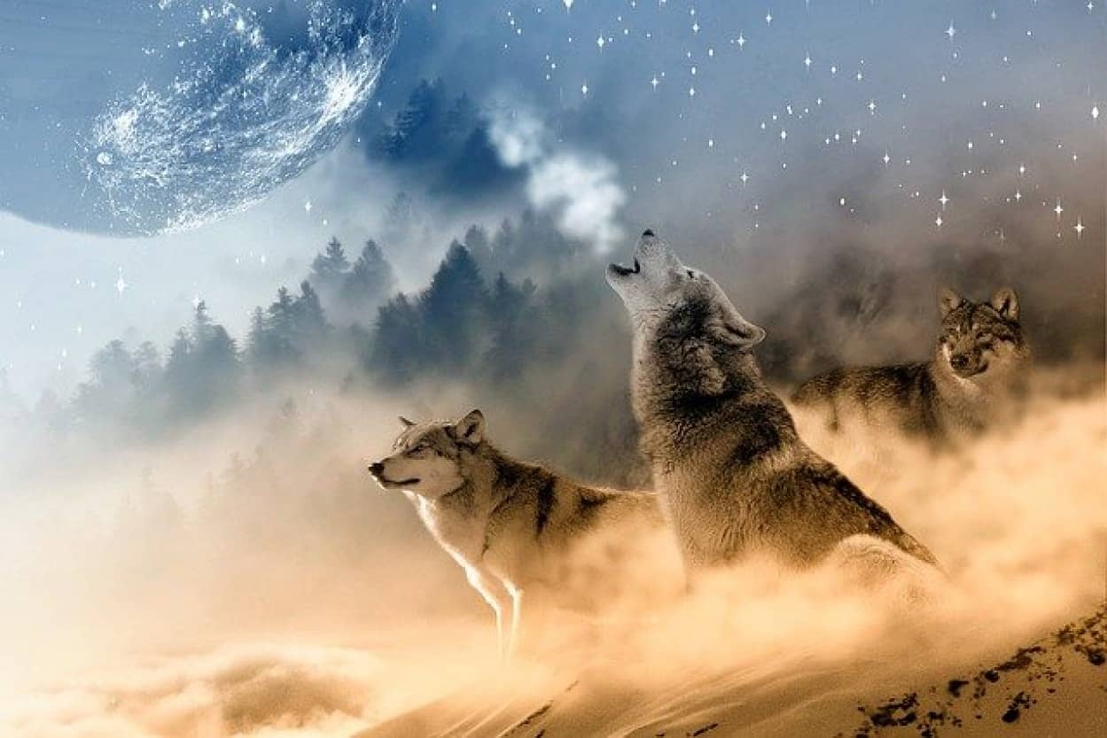 オオカミは地球の大切な仲間