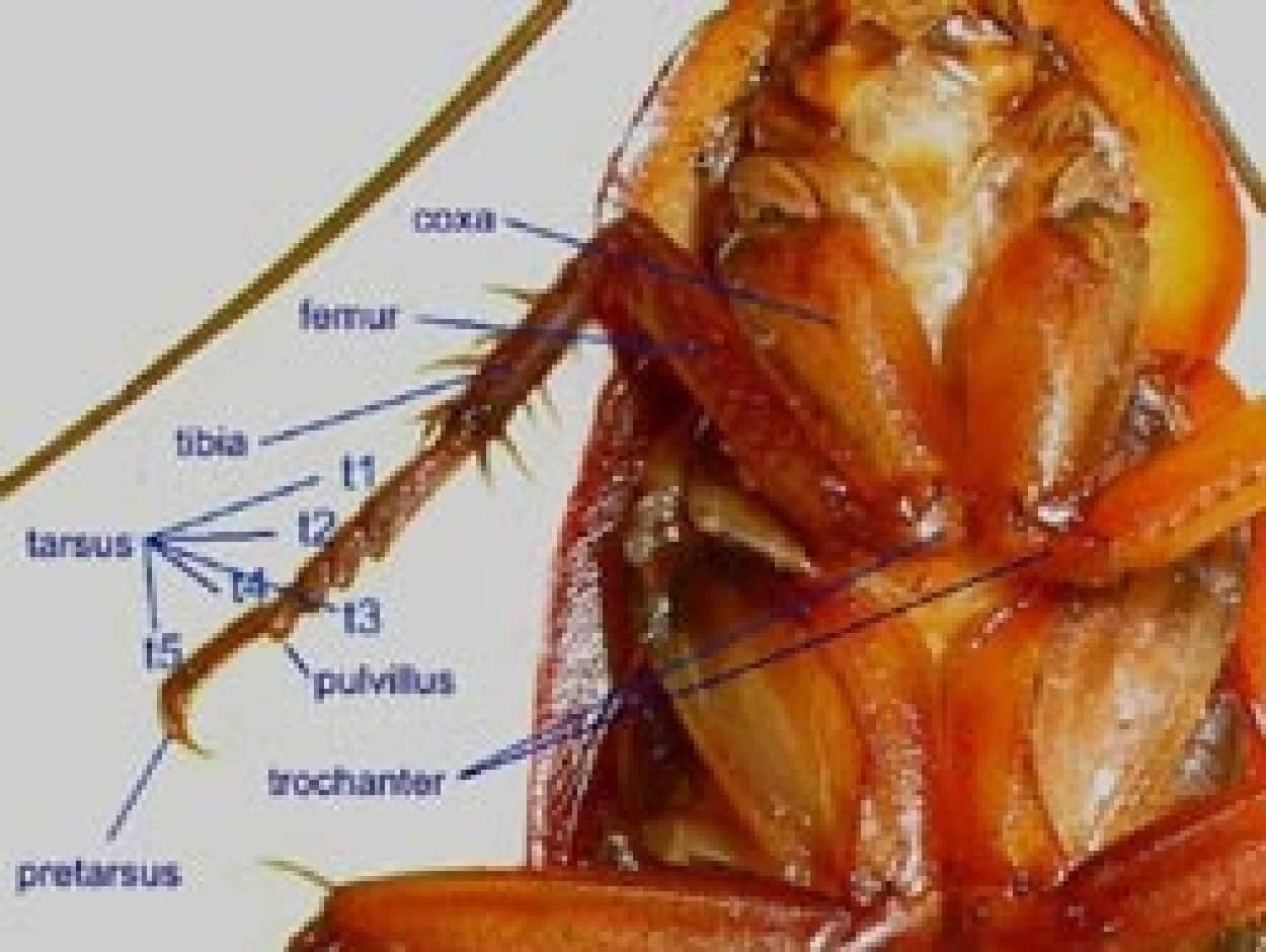 ゴキブリは人類の役に立つのかもしれない ゴキブリから強力な抗生物質が発見される 英研究 カラパイア