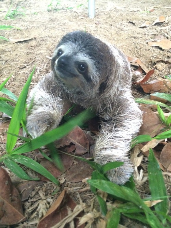 海外で人気急上昇 ナマケモノに関しての7つのマメ知識 カラパイア