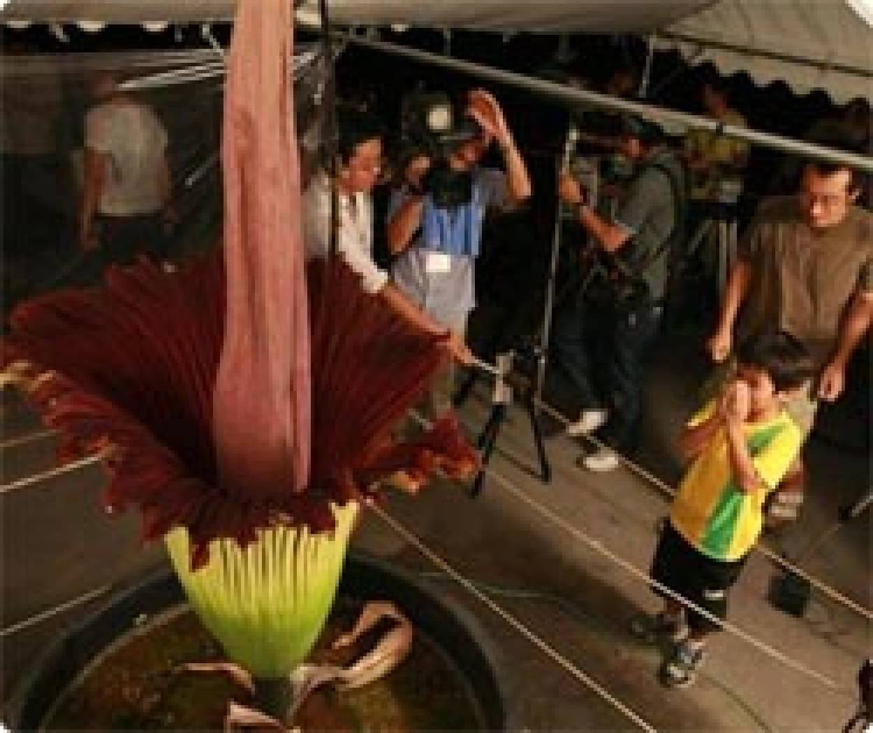 強烈な腐臭を放つ世界最大級の死体花 ショクダイオオコンニャク が19年ぶりに開花する映像 カラパイア