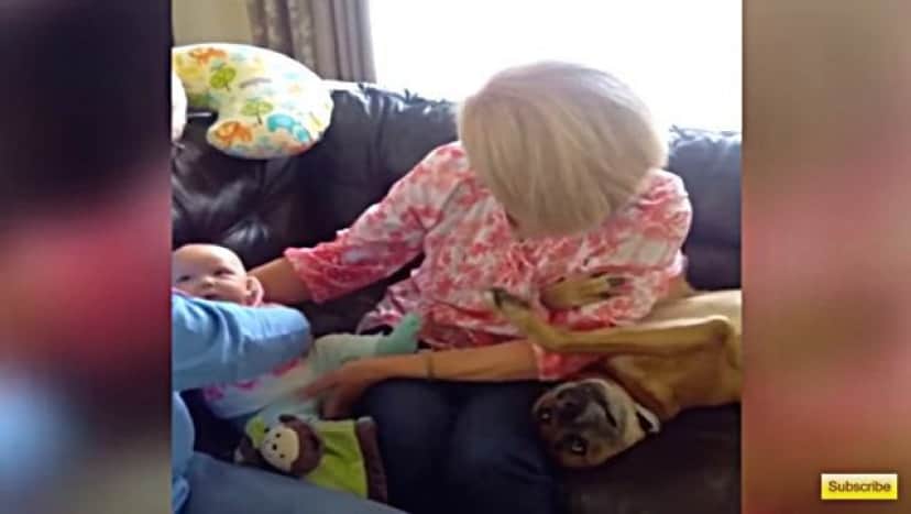 赤ちゃんよりもボクを見て 赤ちゃん返りしてしまった犬のキモチが伝わってくる動画 カラパイア 赤ちゃんよりもボクを見て 赤ちゃん返りしてしまった犬のキモチが伝わってくる動画 カラパイア