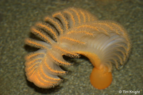 seapen_02tk