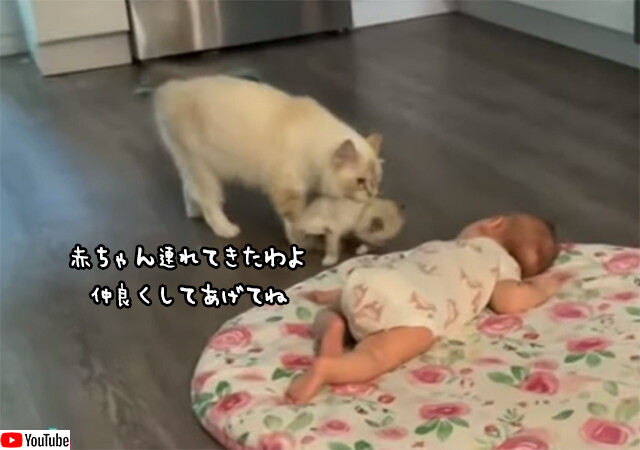 ちびっこ同士集めてみた。母猫が赤子に自分の赤ちゃんを見せに来る