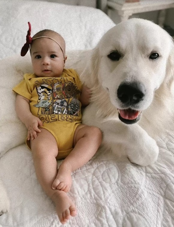 赤ちゃんが歩いた はじめての一歩に大興奮するゴールデンレトリバー カラパイア