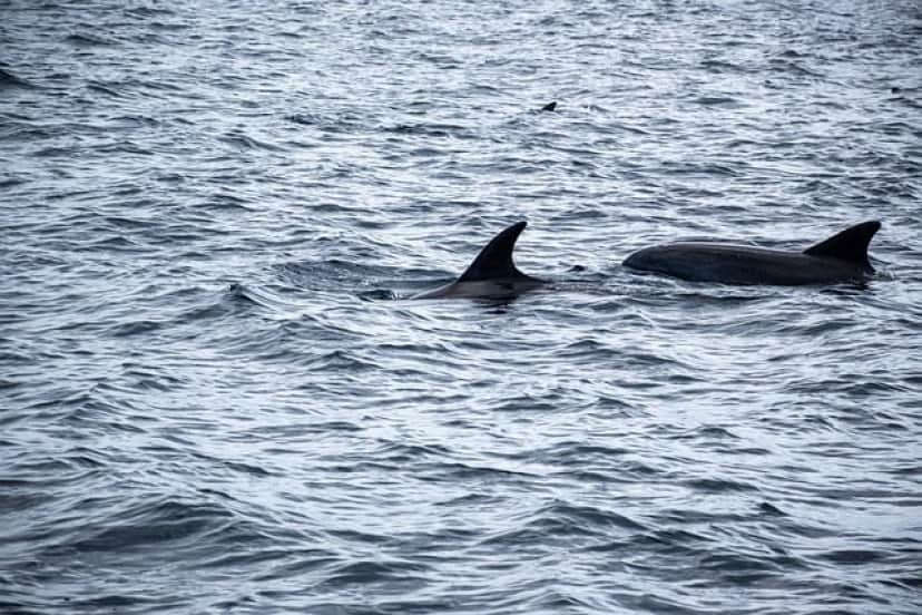 dolphin-gafdcddcc0_640