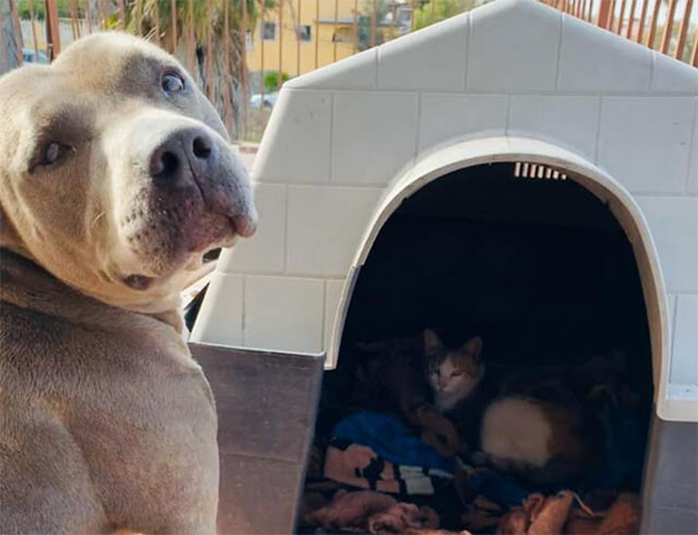 ボクの犬小屋使っていいよ。野良の母猫の出産を助け、友情を育んだ犬（メキシコ）