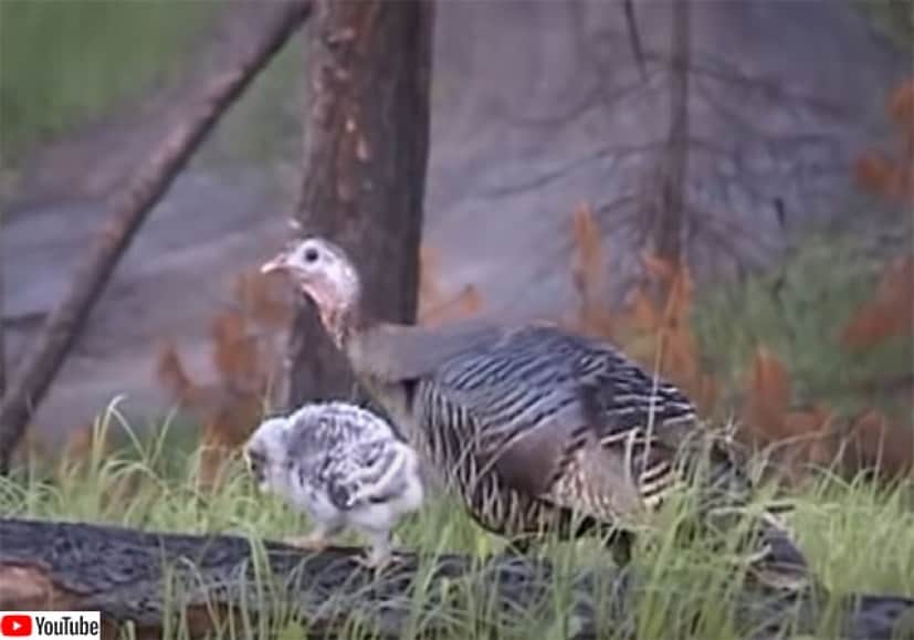 七面鳥の背に乗るフクロウのヒナとそれを受け入れる七面鳥 ずっとそばを離れない2羽 カラパイア 七面鳥の背に乗るフクロウのヒナとそれを受け入れる七面鳥 ずっとそばを離れない2羽 カラパイア