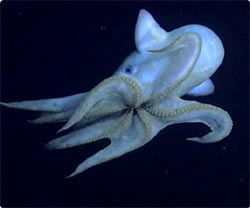 tako