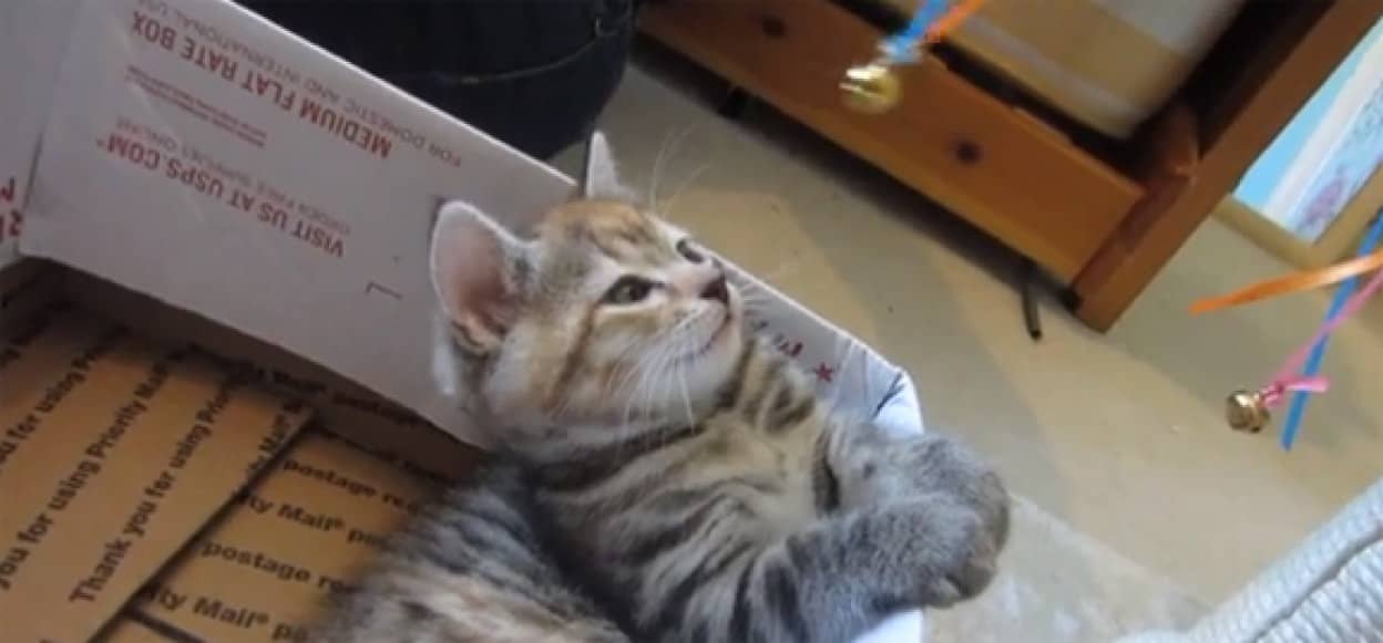 あ 落ちた 猫に催眠術をかけてみた 憤萌 カラパイア