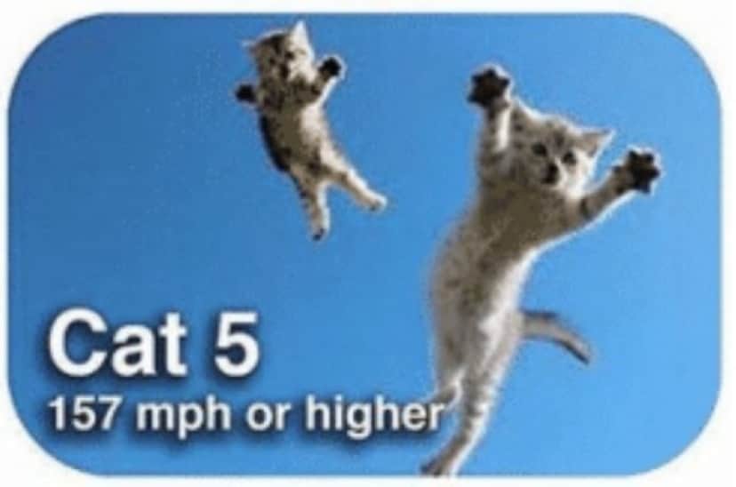 ハリケーンの強さを猫で表現してみた 5つのカテゴリーを5つのニャテゴリーで カラパイア