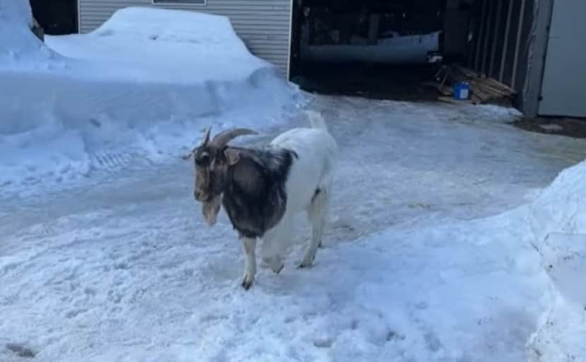 goat1_e