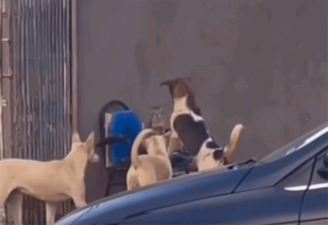 犬のおまわりさん 猫をいじめている犬を取り締まる カラパイア