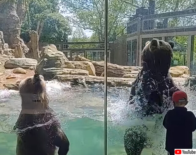 動物園のクマもいい波乗ってんね！来園者の前で波乗りダンスを披露