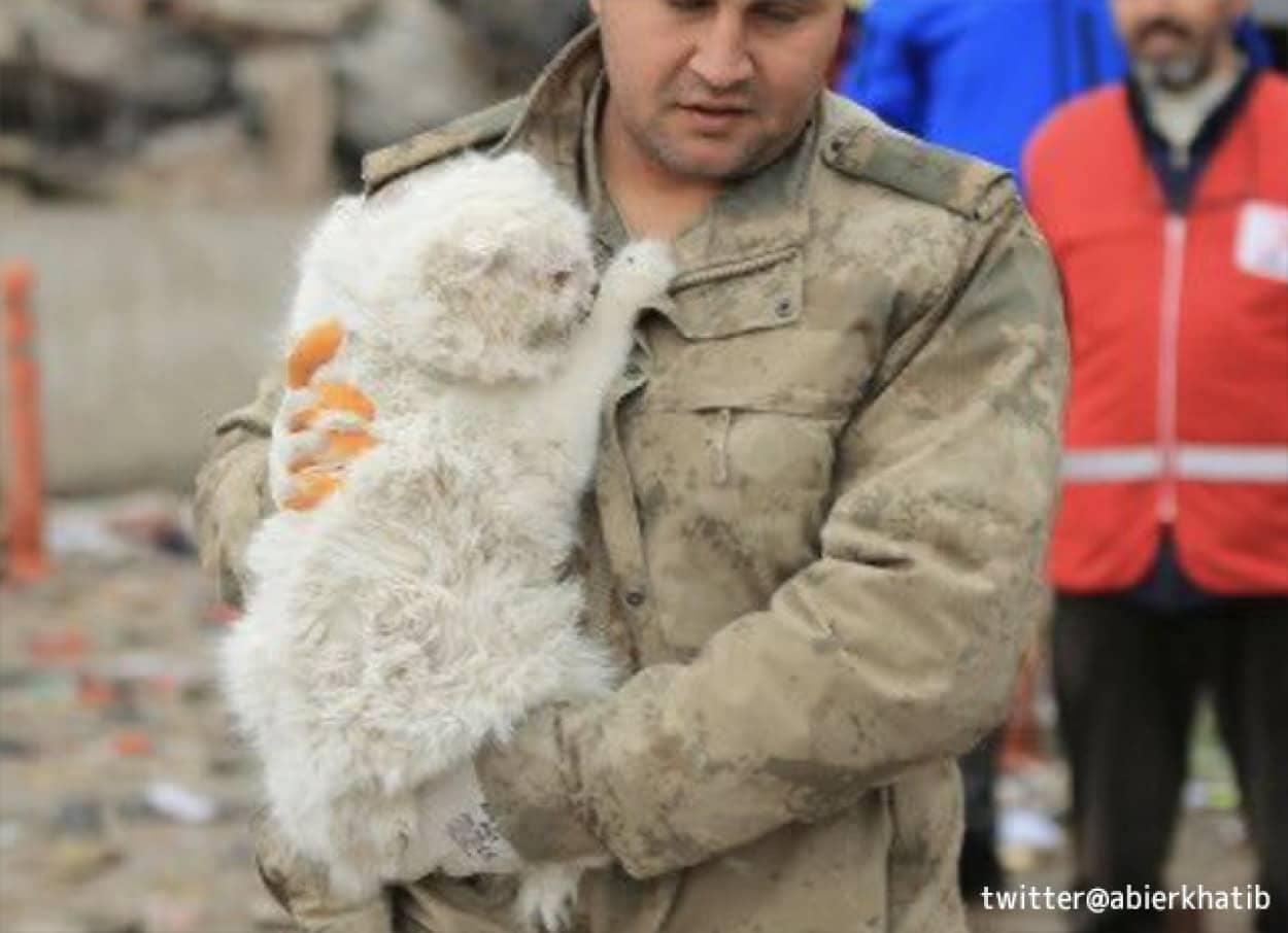 トルコ地震で救助される猫