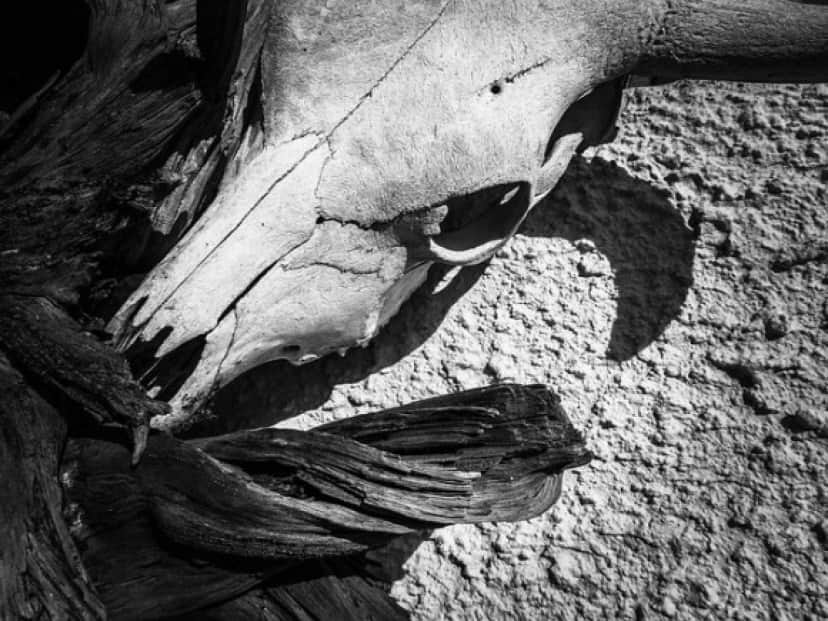 skull-219512_640_e