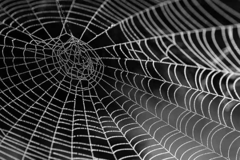 cobweb-921039_640_e