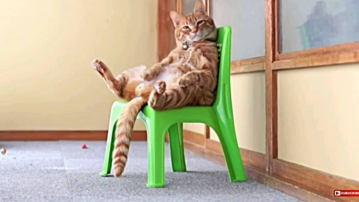 さすがにあぐらかいてるヤツはいないかな 人間みたいに座る動物たち カラパイア