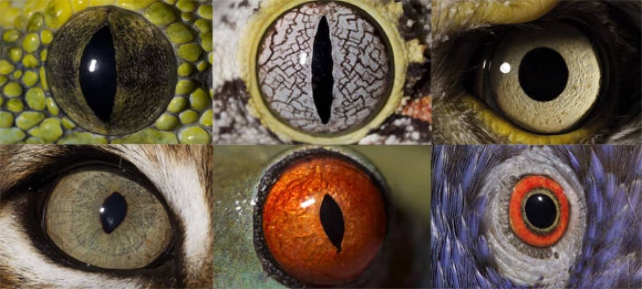 動物と人間の見え方の違い カラパイア 動物と人間の見え方の違い カラパイア