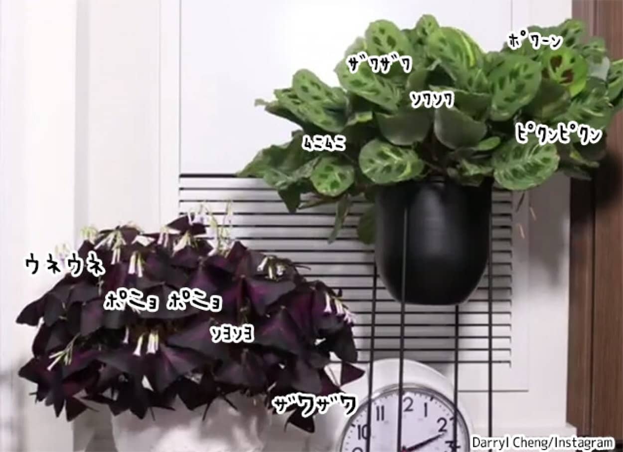 うごめく植物タイムラプス