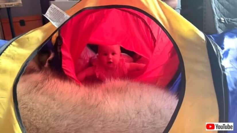 おうちにトンネルができちゃった 犬と猫と赤ちゃんがハイハイで楽しく遊んでいるよ カラパイア おうちにトンネルができちゃった 犬と猫と赤ちゃんがハイハイで楽しく遊んでいるよ カラパイア