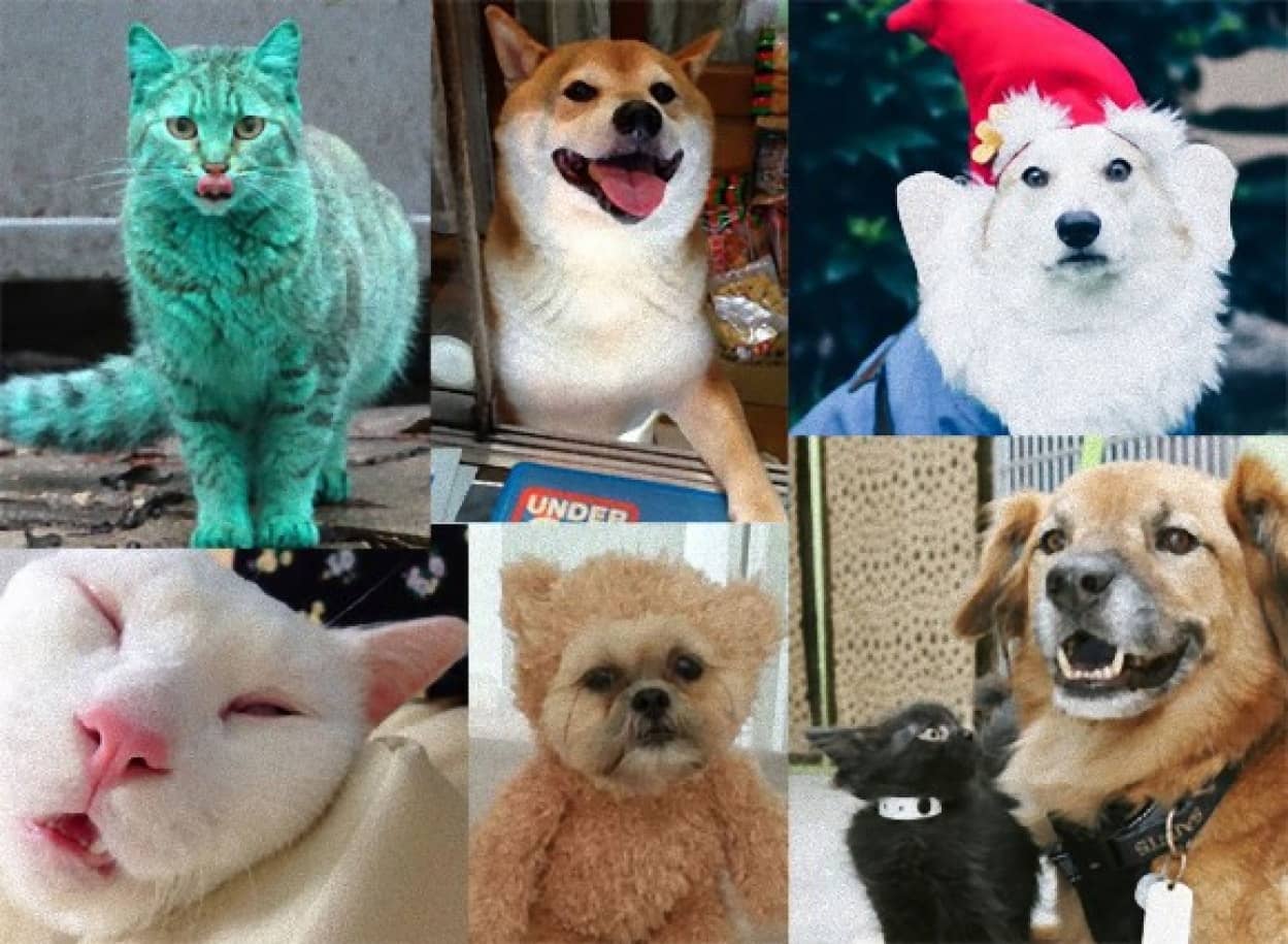 今年も出会えてよかった 14年 インターネット上で話題をさらった15の犬と猫の物語 カラパイア