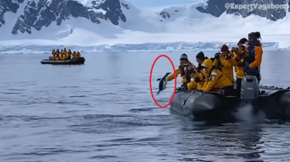 シャチに追われたペンギンが人間のボートに助けを求める