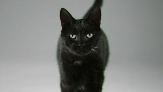 似て非なるもの クロヒョウ Vs クロ猫 ガチンコ対決 カラパイア