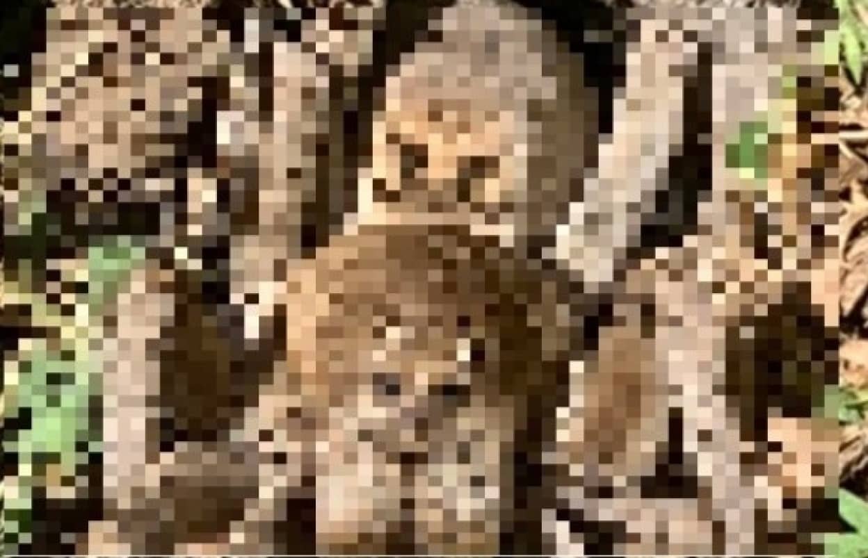 ハリーポッターのアラゴグそっくりの巨大グモが庭で発見される オーストラリア 蜘蛛注意 カラパイア ハリーポッターのアラゴグそっくりの巨大グモが庭で発見される オーストラリア 蜘蛛注意 カラパイア