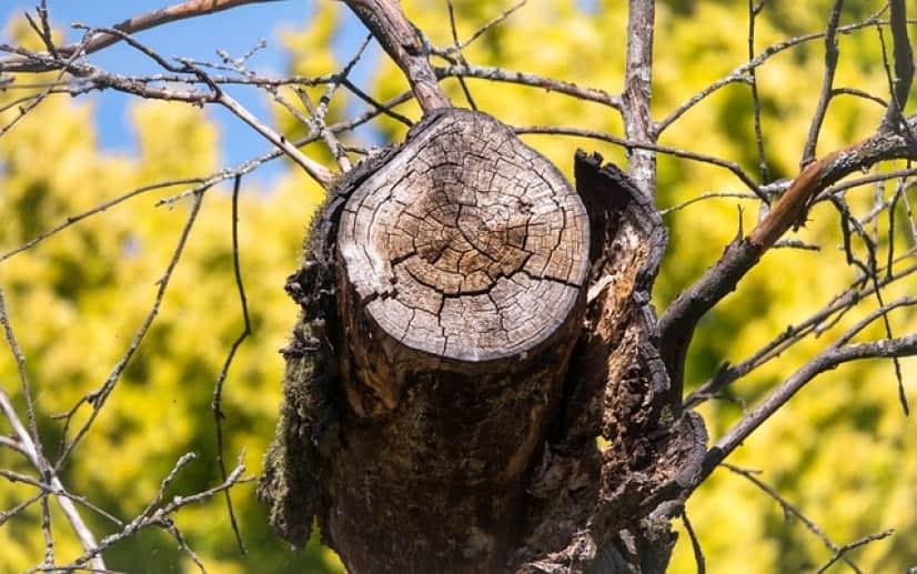 branch-gd4f5c8307_640