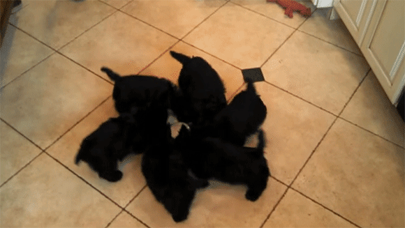 いつもより多く回っているのだろうか なぜまわる 6匹の子犬が回転しながらミルクを飲む光景 カラパイア いつもより多く回っているのだろうか なぜまわる 6匹の子犬が回転しながらミルクを飲む光景 カラパイア