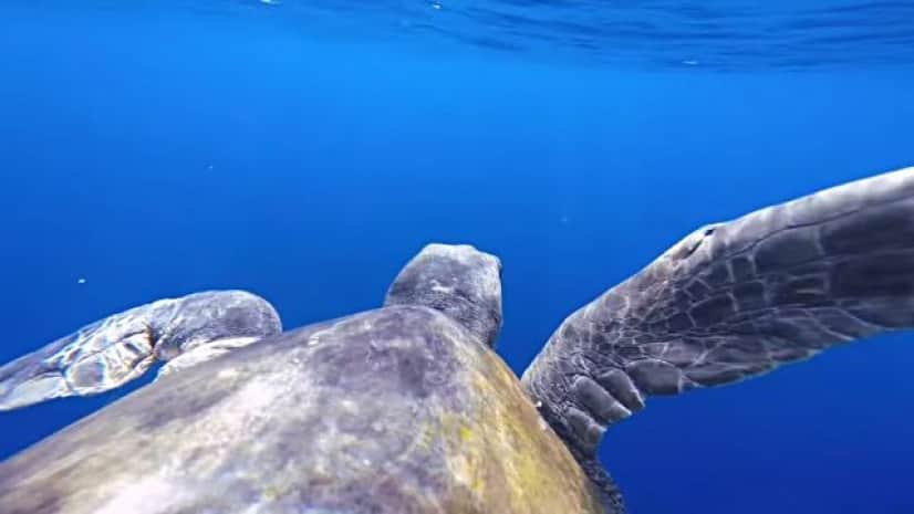 ロープを外してくれてありがとう 助けてくれたダイバーといっしょに泳ぐウミガメ カラパイア