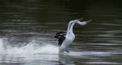 一緒に走るよ スタタターン 水面をシンクロしながら爆走する鳥 カイツブリ カラパイア