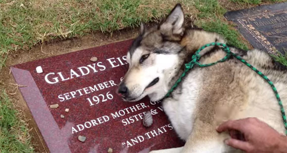 犬も本当に悲しいときには声を詰まらせて泣く 亡くなったおばあさんのお墓に寄り添い嗚咽をあげるウルフドッグ アメリカ カラパイア